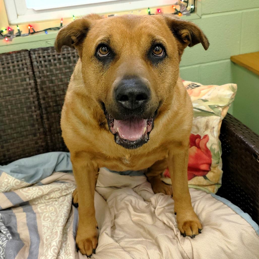 Zoey, a Adoptable mixed breed in Michigan City, IN image 2/6