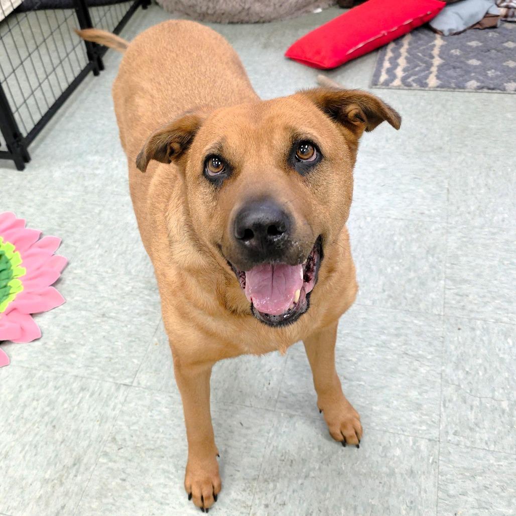 Zoey, Adoptable, Adult Female German Shepherd Dog & Mixed Breed.
