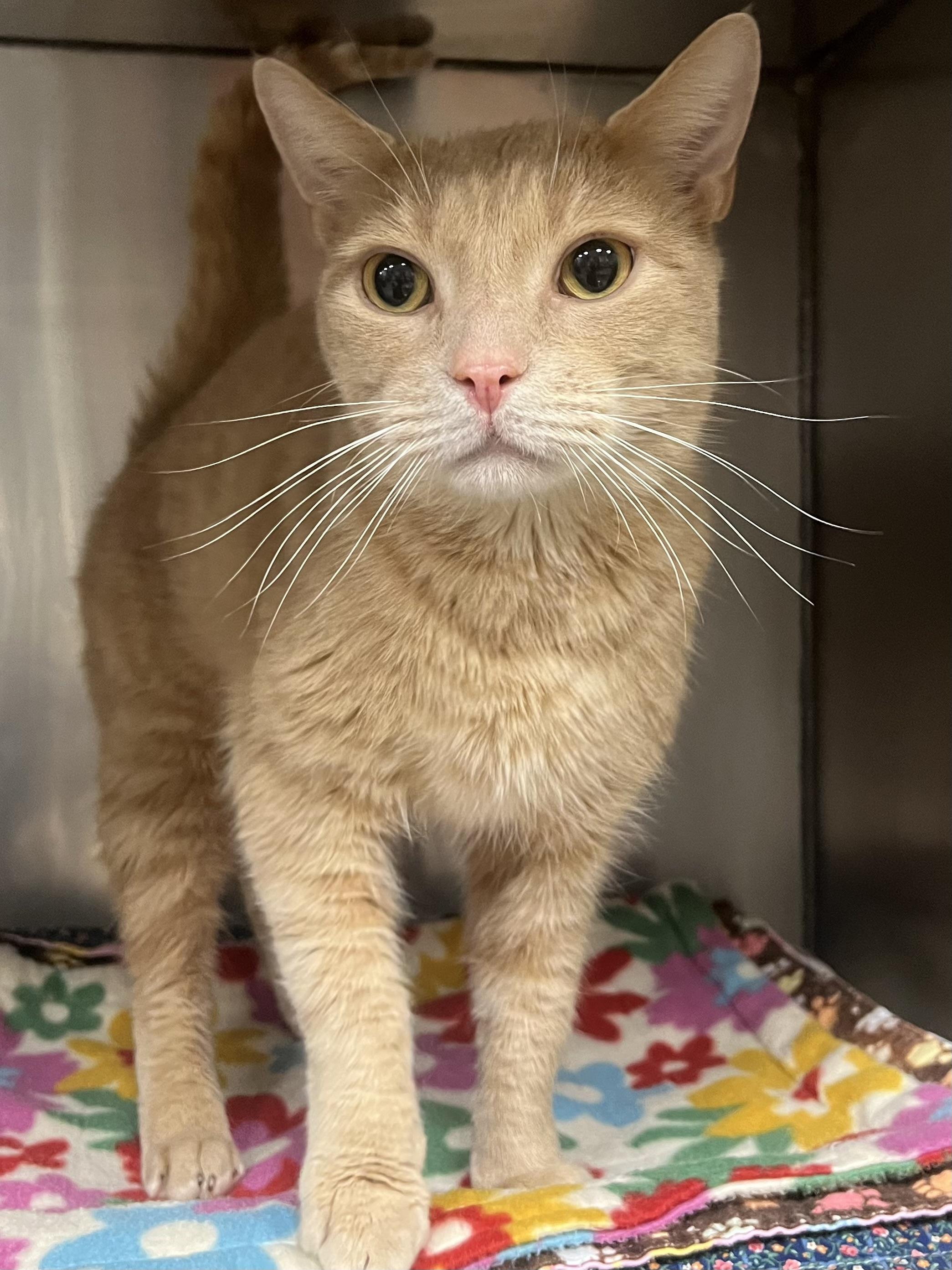 Yeller, a Adoptable Domestic Short Hair in Johnston, RI image 3/6