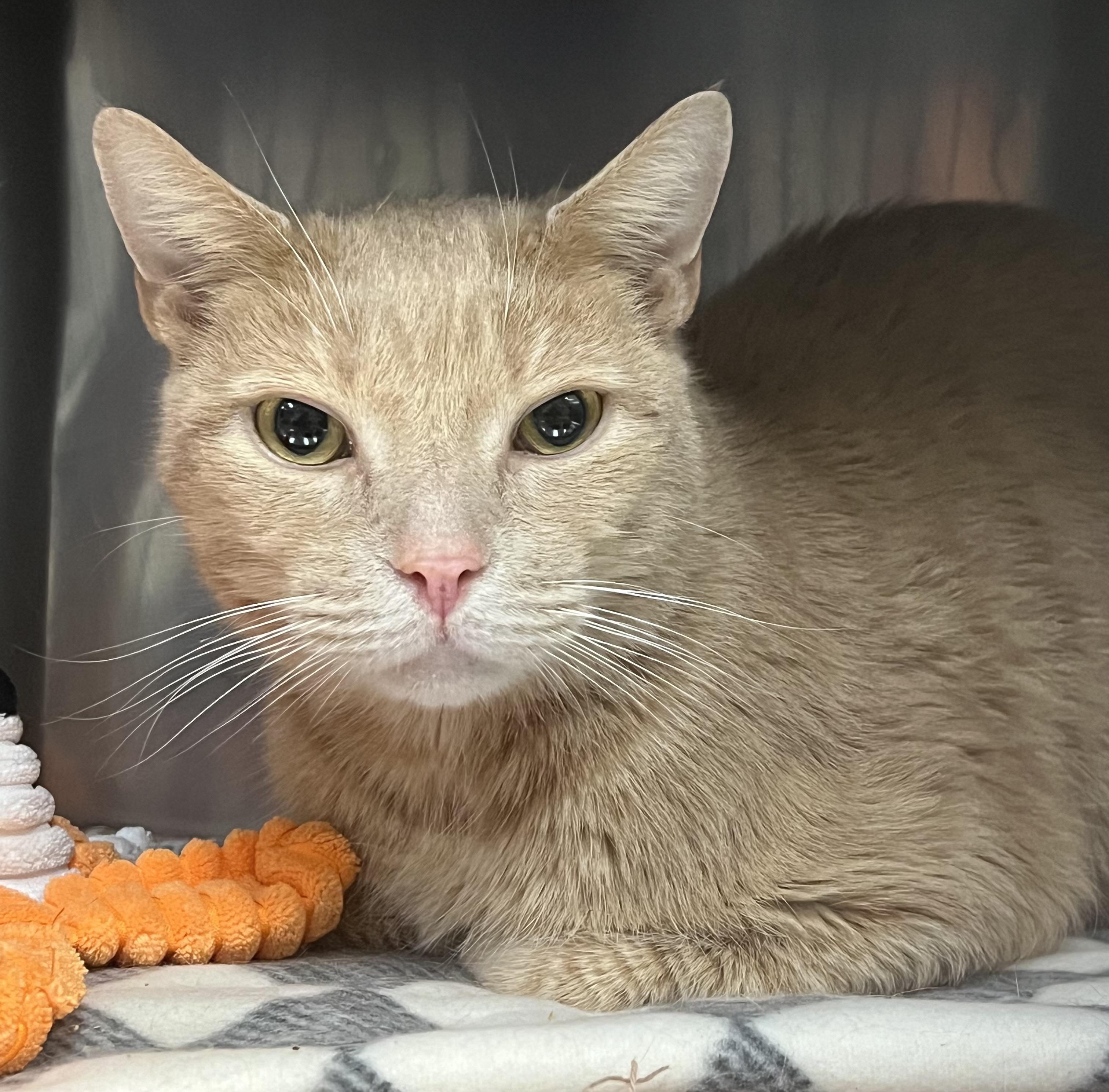 Yeller, a Adoptable Domestic Short Hair in Johnston, RI image 4/6