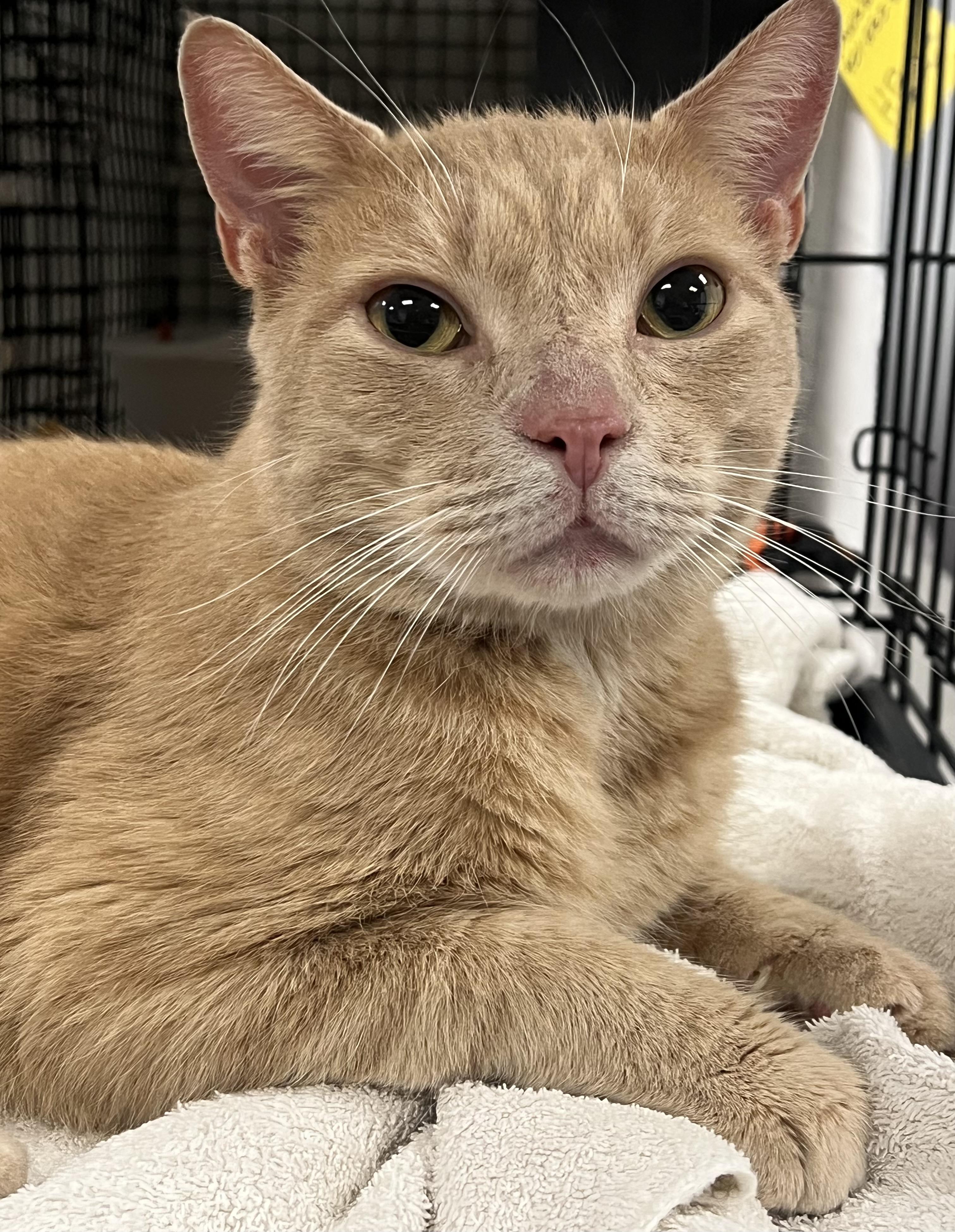 Yeller, a Adoptable Domestic Short Hair in Johnston, RI image 5/6