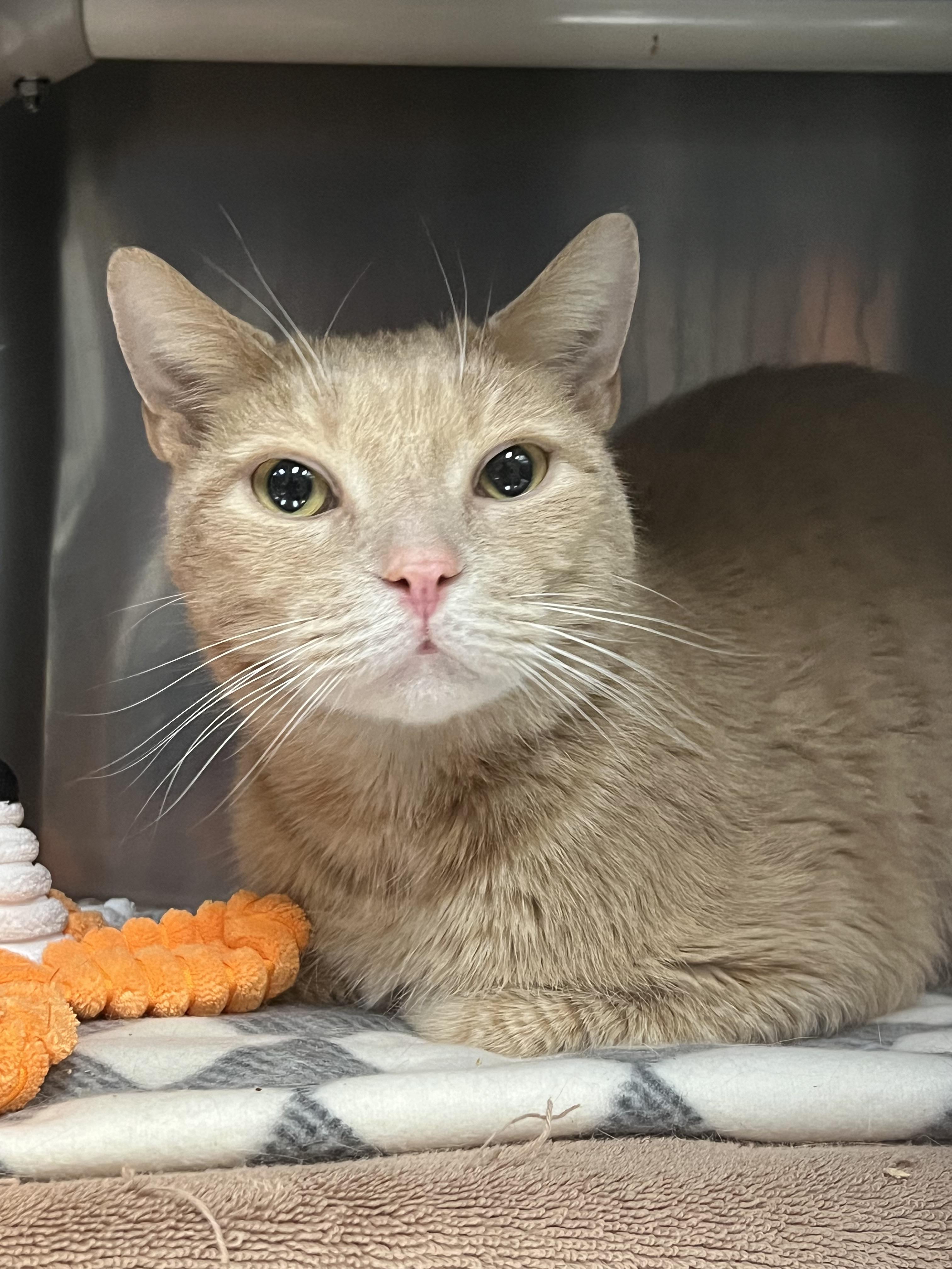 Yeller, a Adoptable Domestic Short Hair in Johnston, RI image 6/6