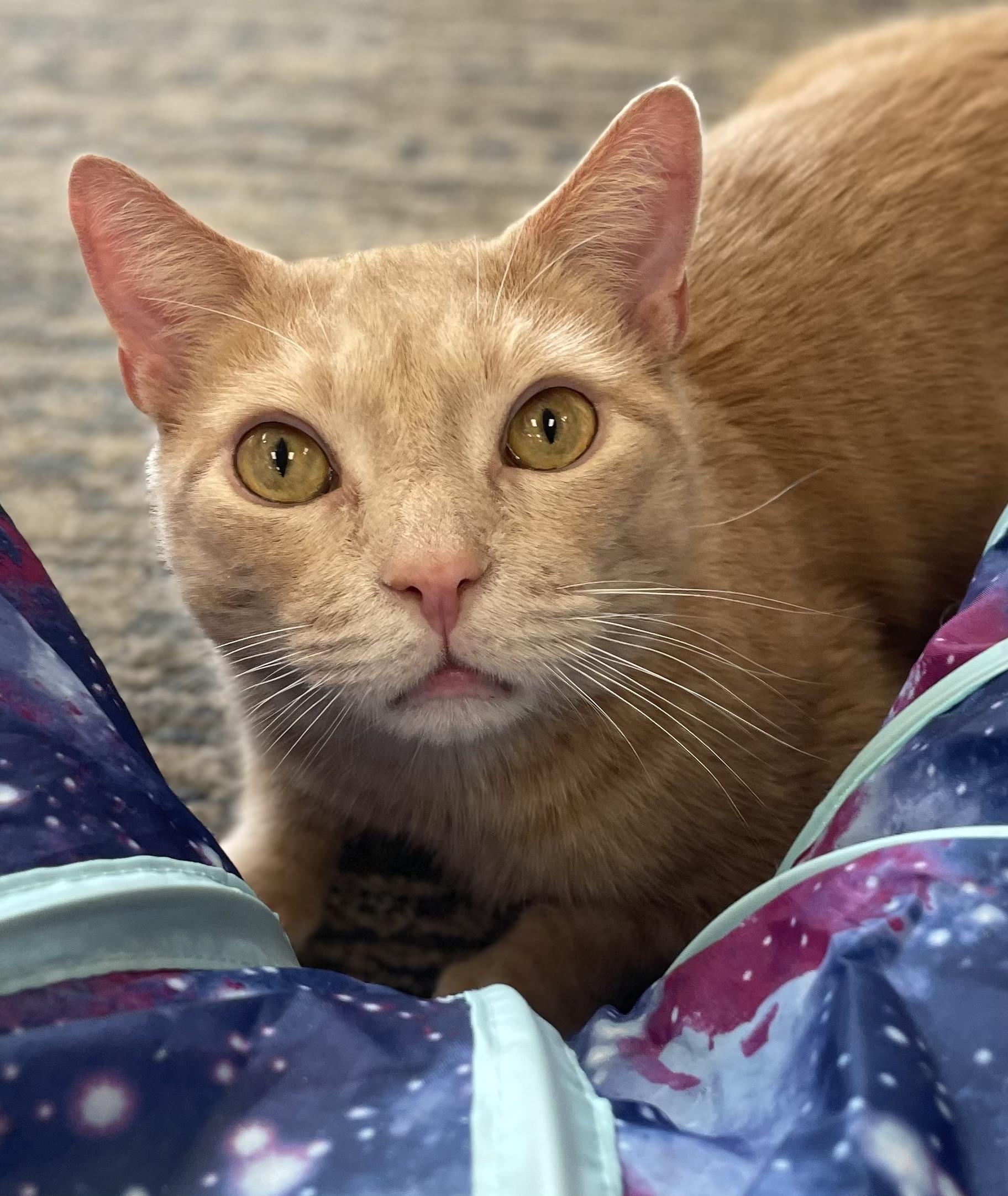 Yeller, a Adoptable Domestic Short Hair in Johnston, RI image 1/6