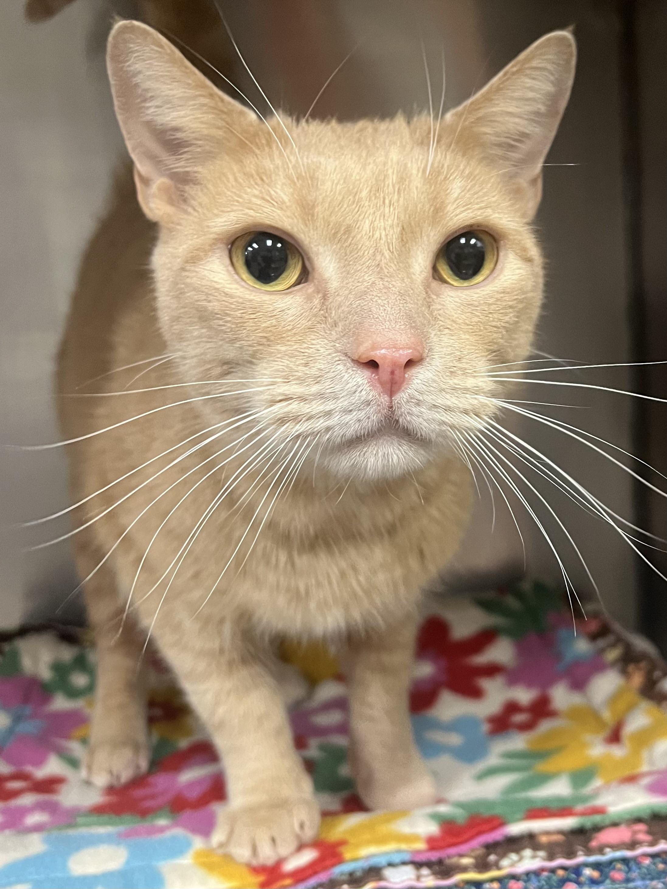 Yeller, Adoptable, Adult Male Domestic Short Hair.
