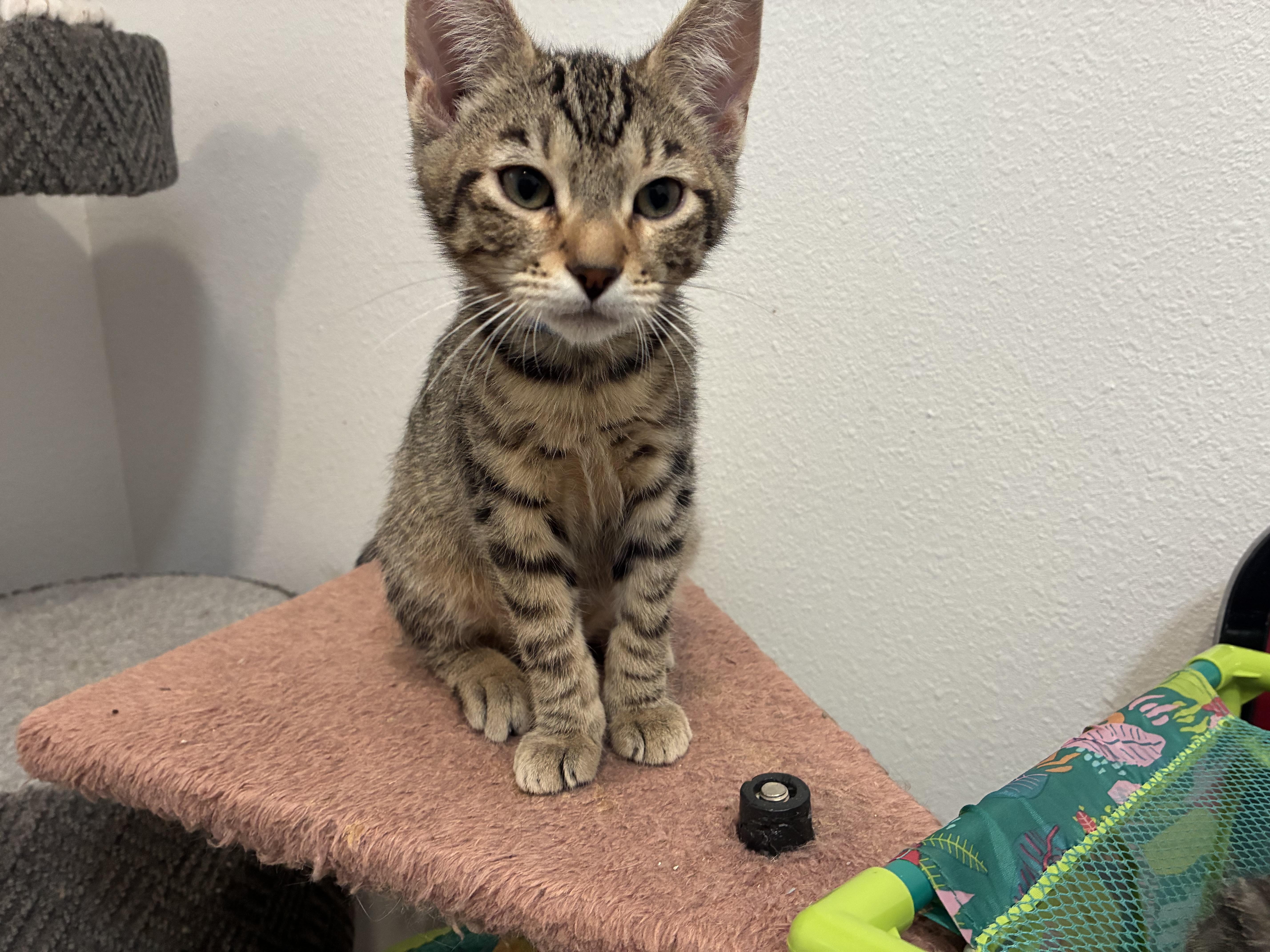 Enlarge Renton, an adopted Tabby in Bonners Ferry, ID image 4/4