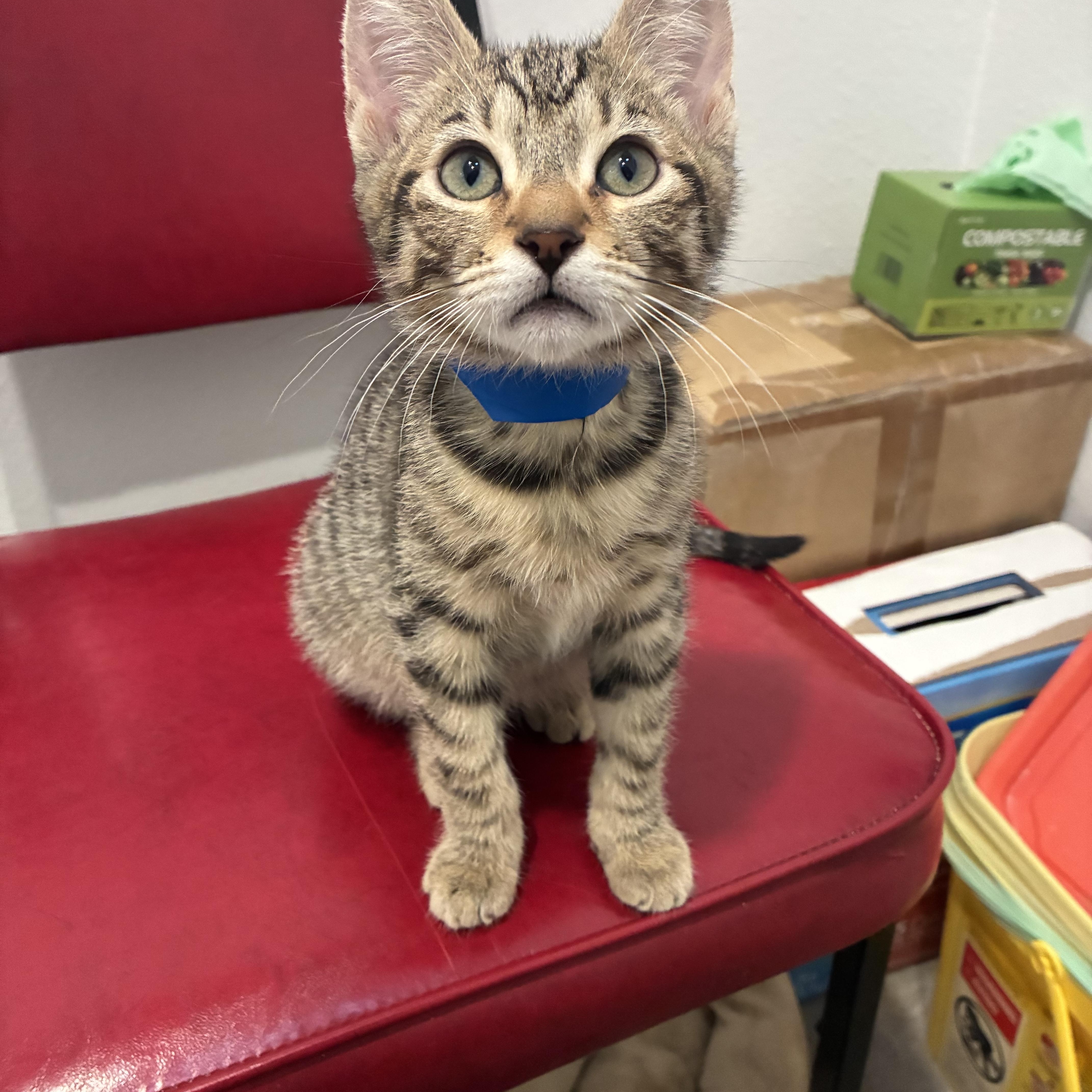 Enlarge Renton, an adopted Tabby in Bonners Ferry, ID image 2/4