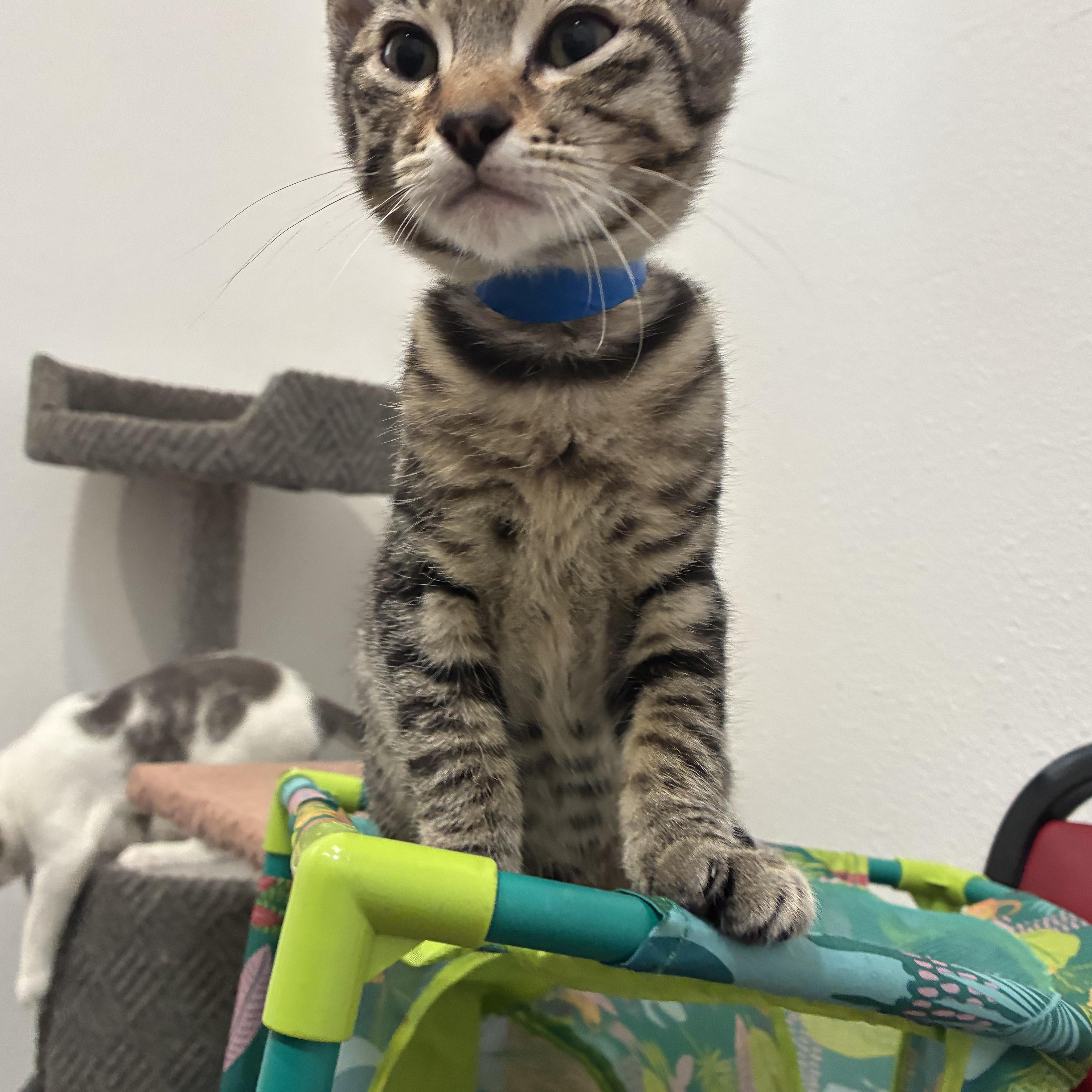 Enlarge Renton, an adopted Tabby in Bonners Ferry, ID image 3/4