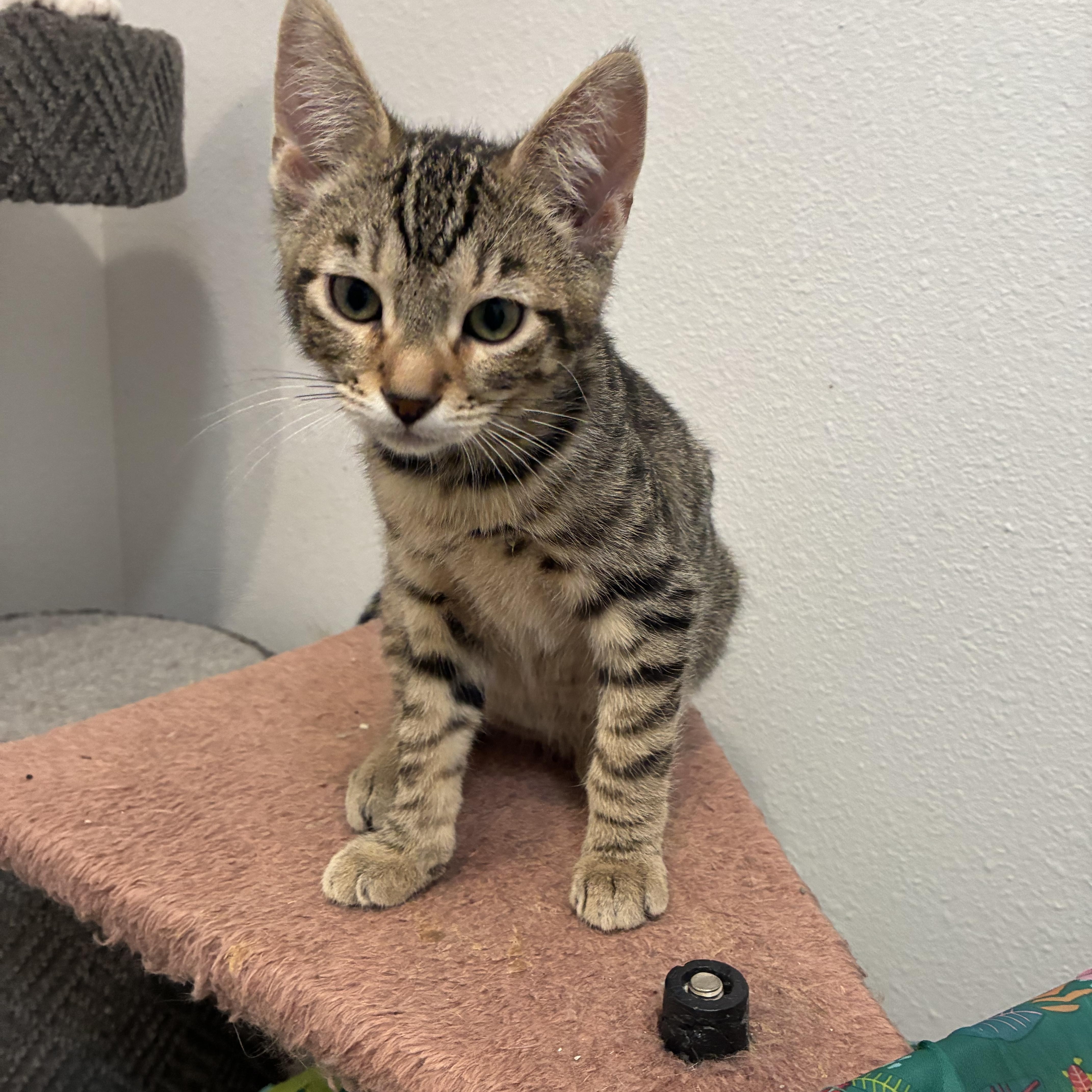 Enlarge Renton, an adopted Tabby in Bonners Ferry, ID image 1/4
