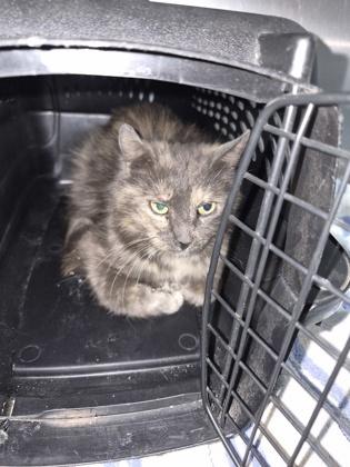 WaterLeo, Adoptable, Adult Female Domestic Long Hair & Domestic Short Hair.