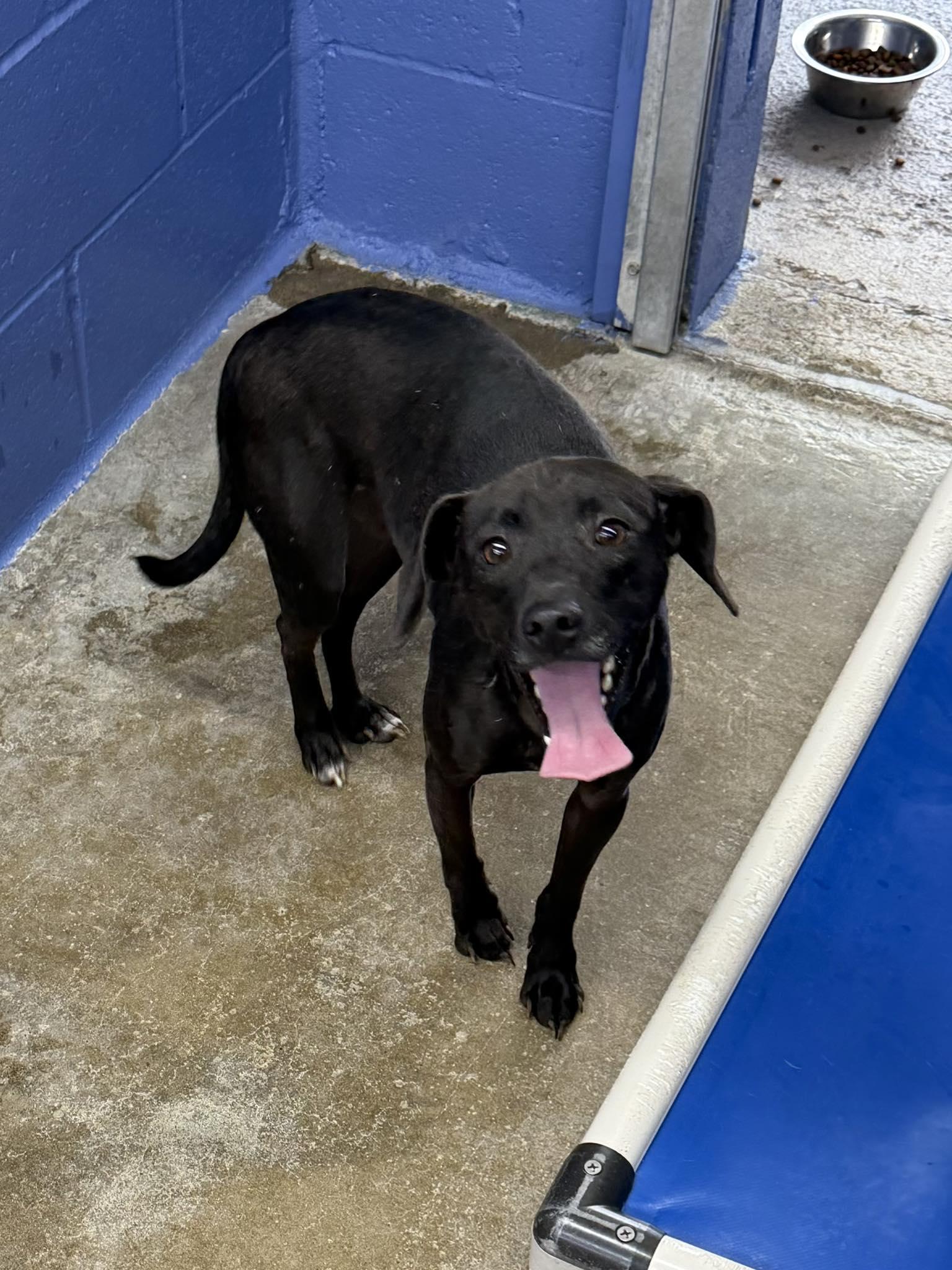 Enlarge Sweety, a ADOPTABLE mixed breed in Leitchfield, KY image 2/2