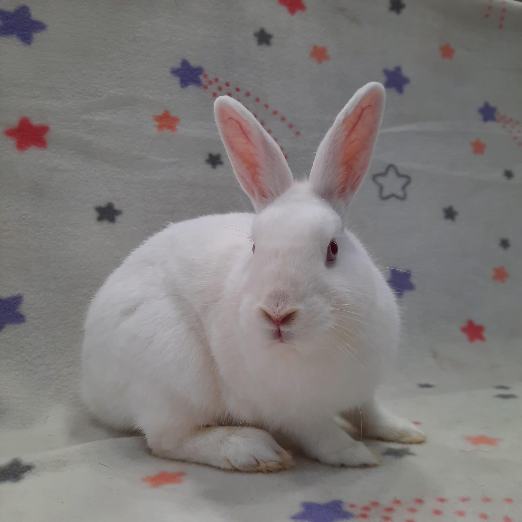 Enlarge Halo, a Adoptable Bunny Rabbit in Montclair, CA image 1/2
