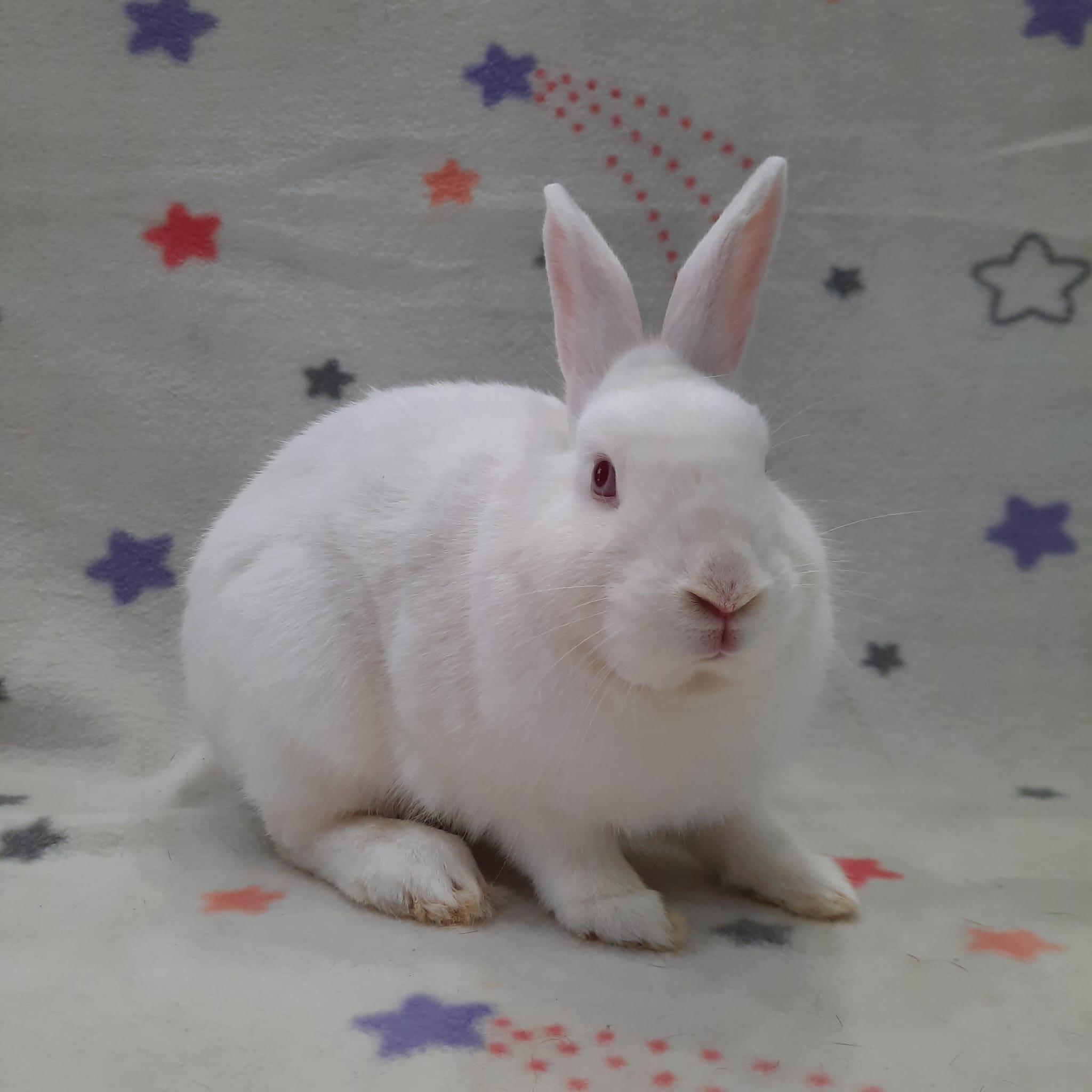Enlarge Halo, a Adoptable Bunny Rabbit in Montclair, CA image 2/2