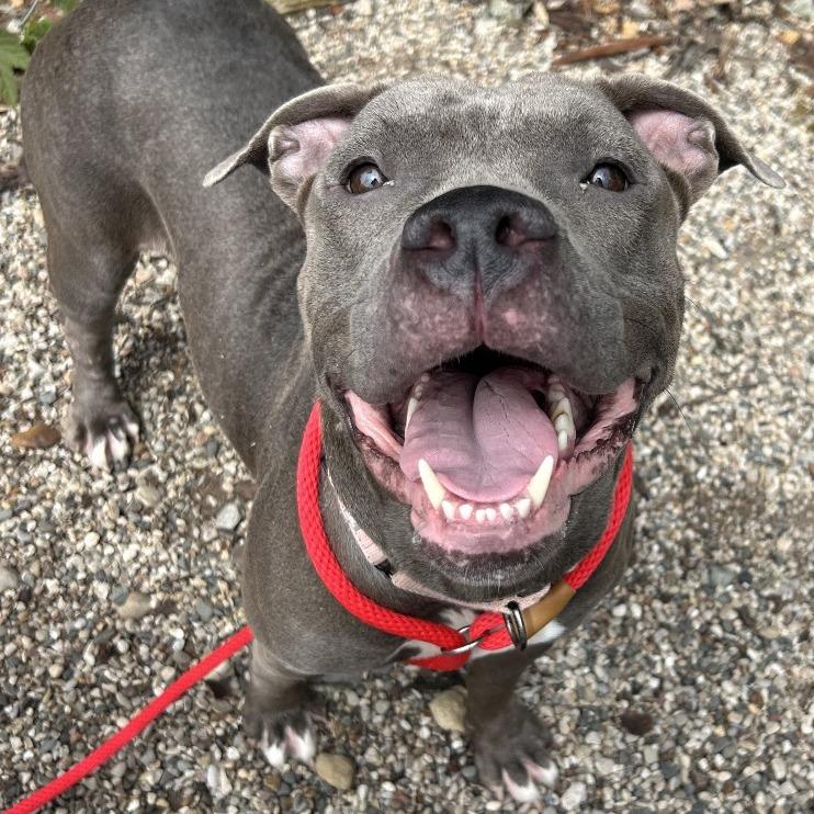 Enlarge Gretta, a Adoptable Mixed Breed in West Olive, MI image 2/6