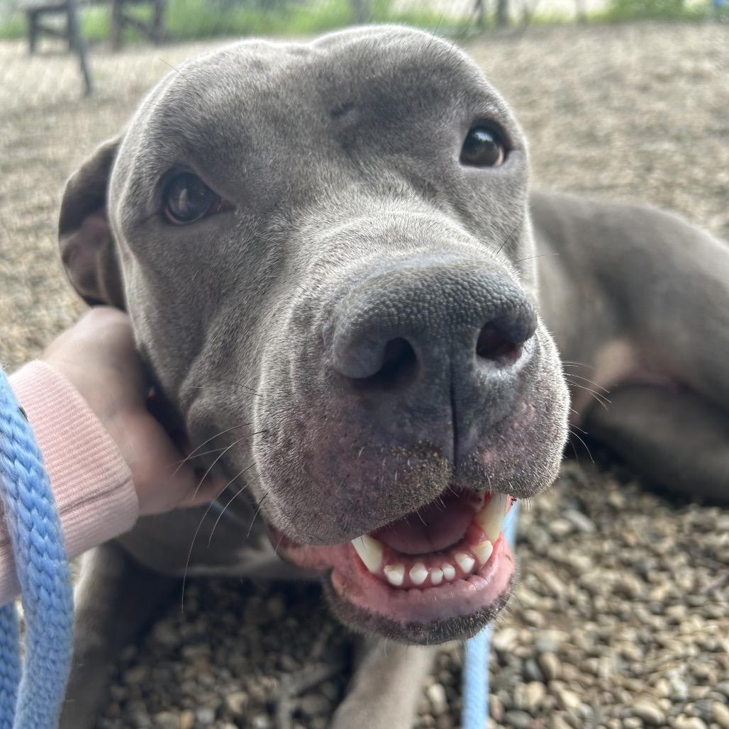Enlarge Gretta, a Adoptable Mixed Breed in West Olive, MI image 3/6