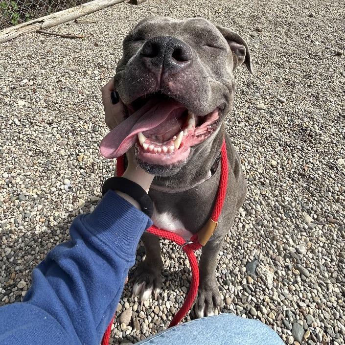 Enlarge Gretta, a Adoptable Mixed Breed in West Olive, MI image 4/6