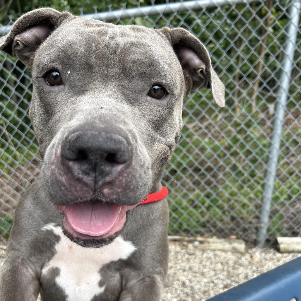 Enlarge Gretta, a Adoptable Mixed Breed in West Olive, MI image 6/6