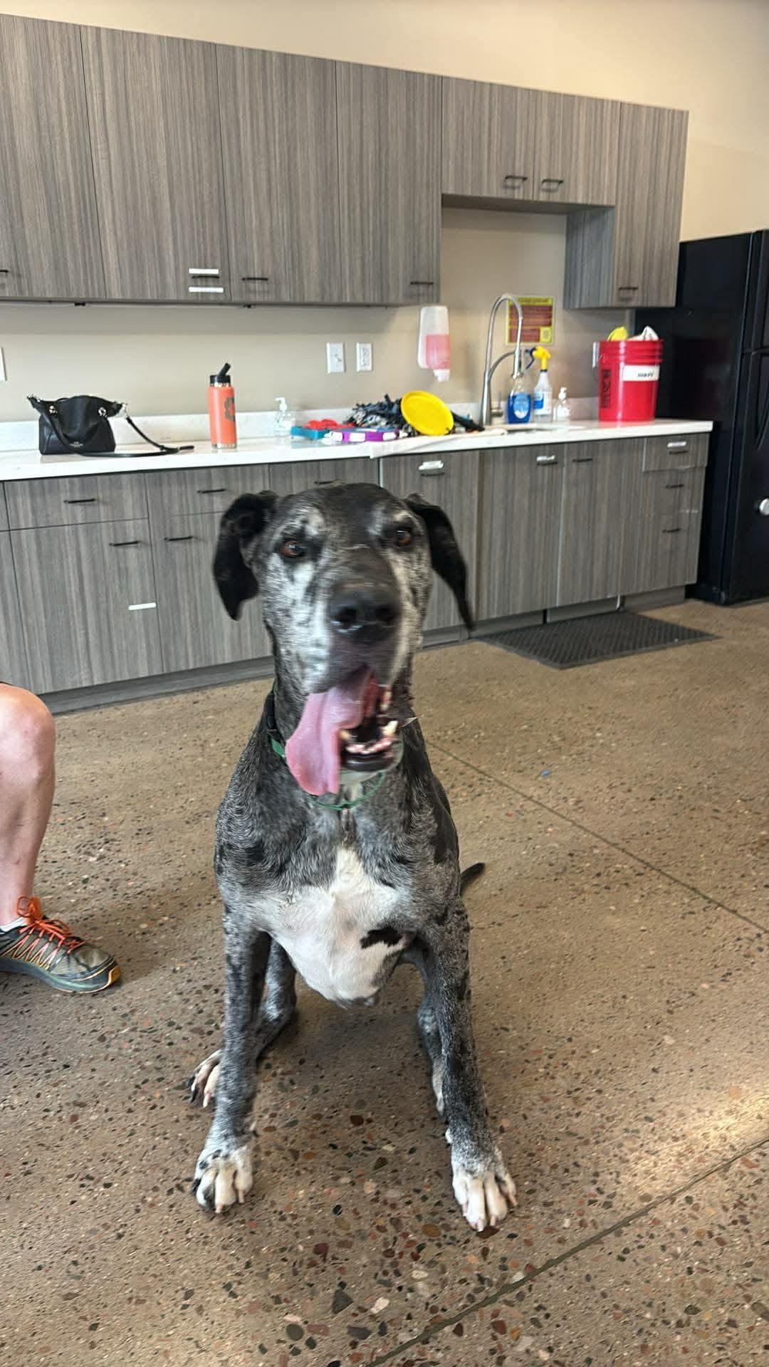 Heath, Adoptable, Adult Male Great Dane.