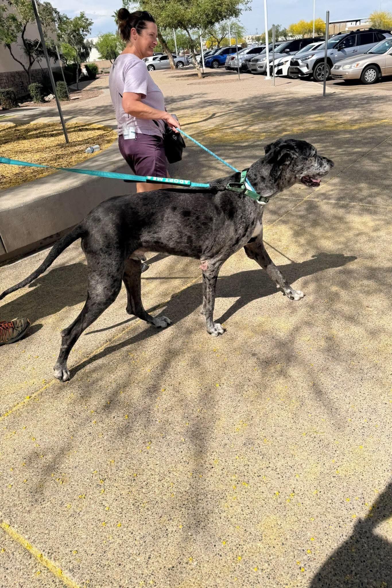 Heath, a Adoptable Great Dane in Mesa, AZ image 2/2