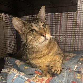 Popcorn, ADOPTABLE, Young Male Domestic Short Hair.
