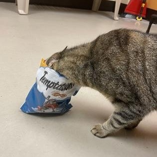 Enlarge Popcorn, a ADOPTABLE mixed breed in Bellingham, WA image 3/3