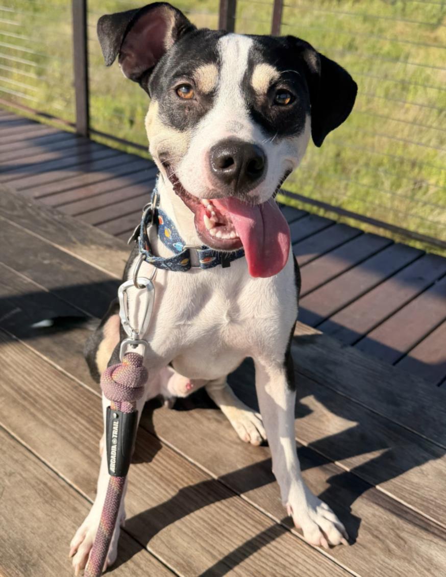 STAN, Adoptable, Young Male Staffordshire Bull Terrier & Mixed Breed.
