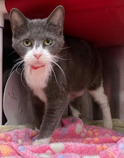 Miss Jane — thumbnail 2