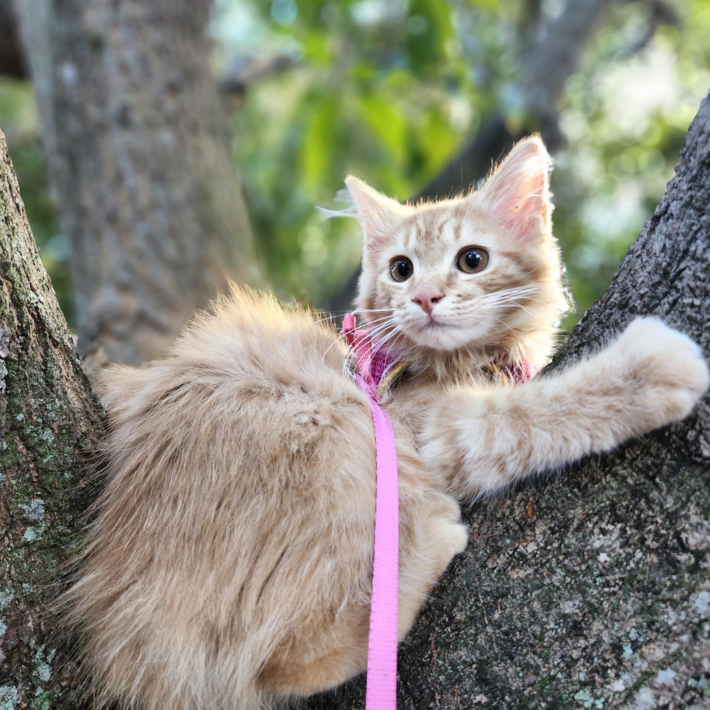 Enlarge Solune, a Adoptable Domestic Long Hair in Melbourne , FL image 6/6