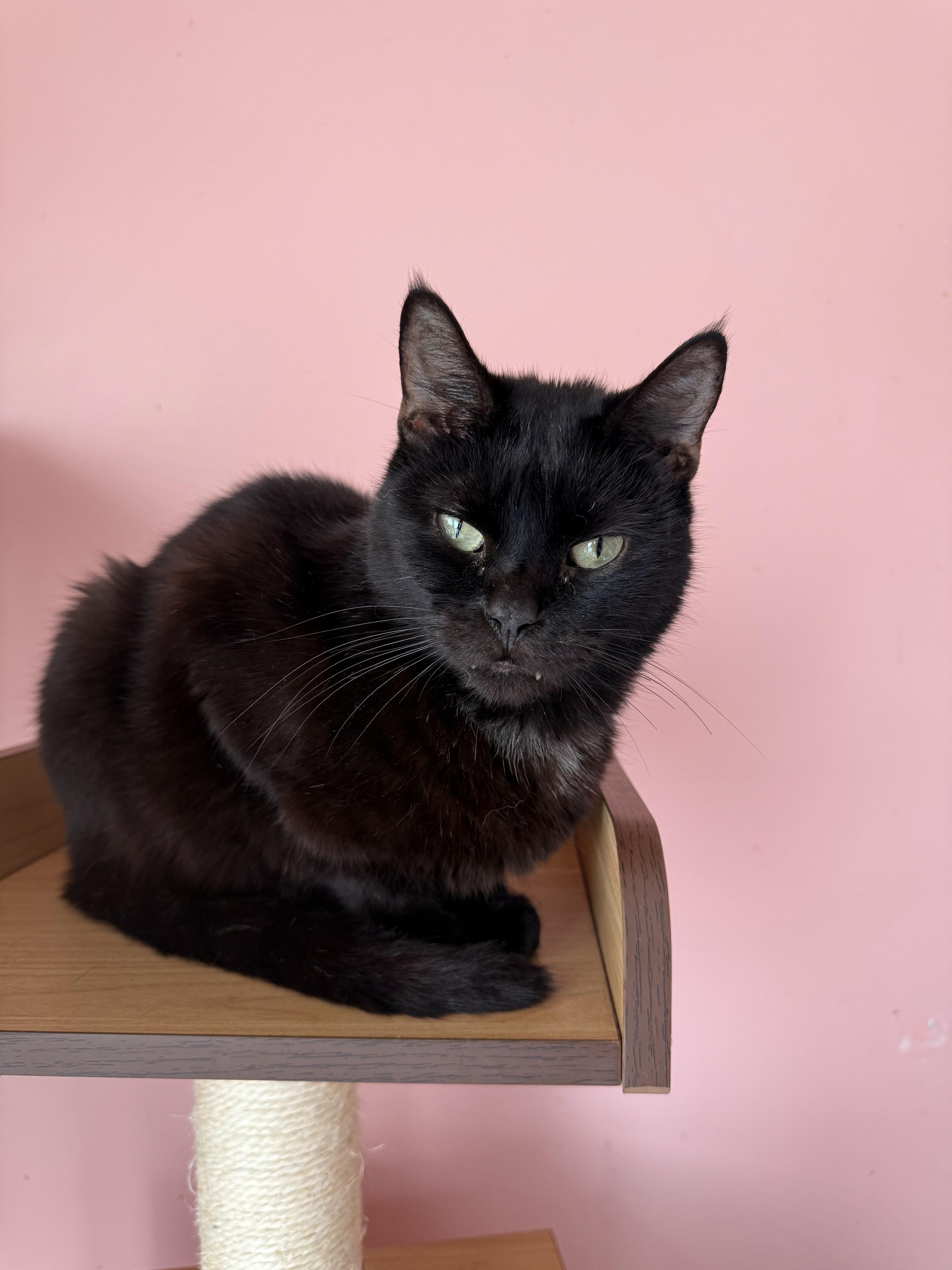 Enlarge DRACULA, a Adoptable Domestic Short Hair in New York, NY image 1/4