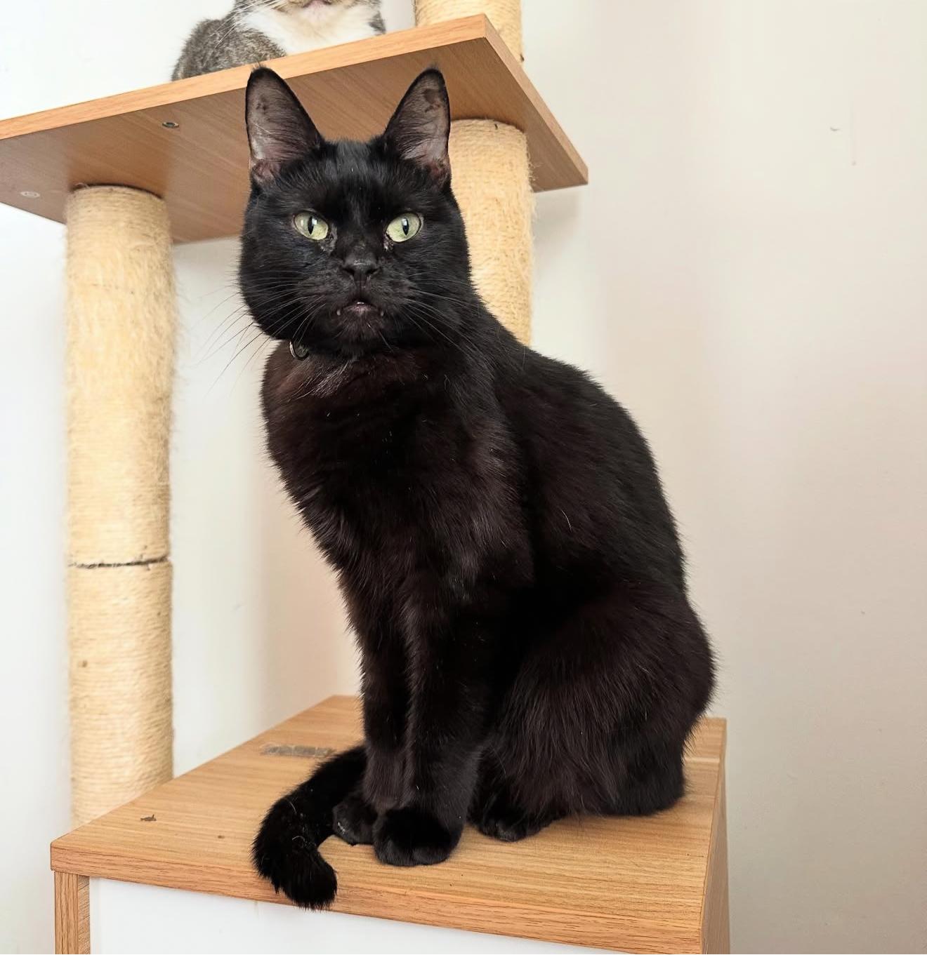 Enlarge DRACULA, a Adoptable Domestic Short Hair in New York, NY image 2/4