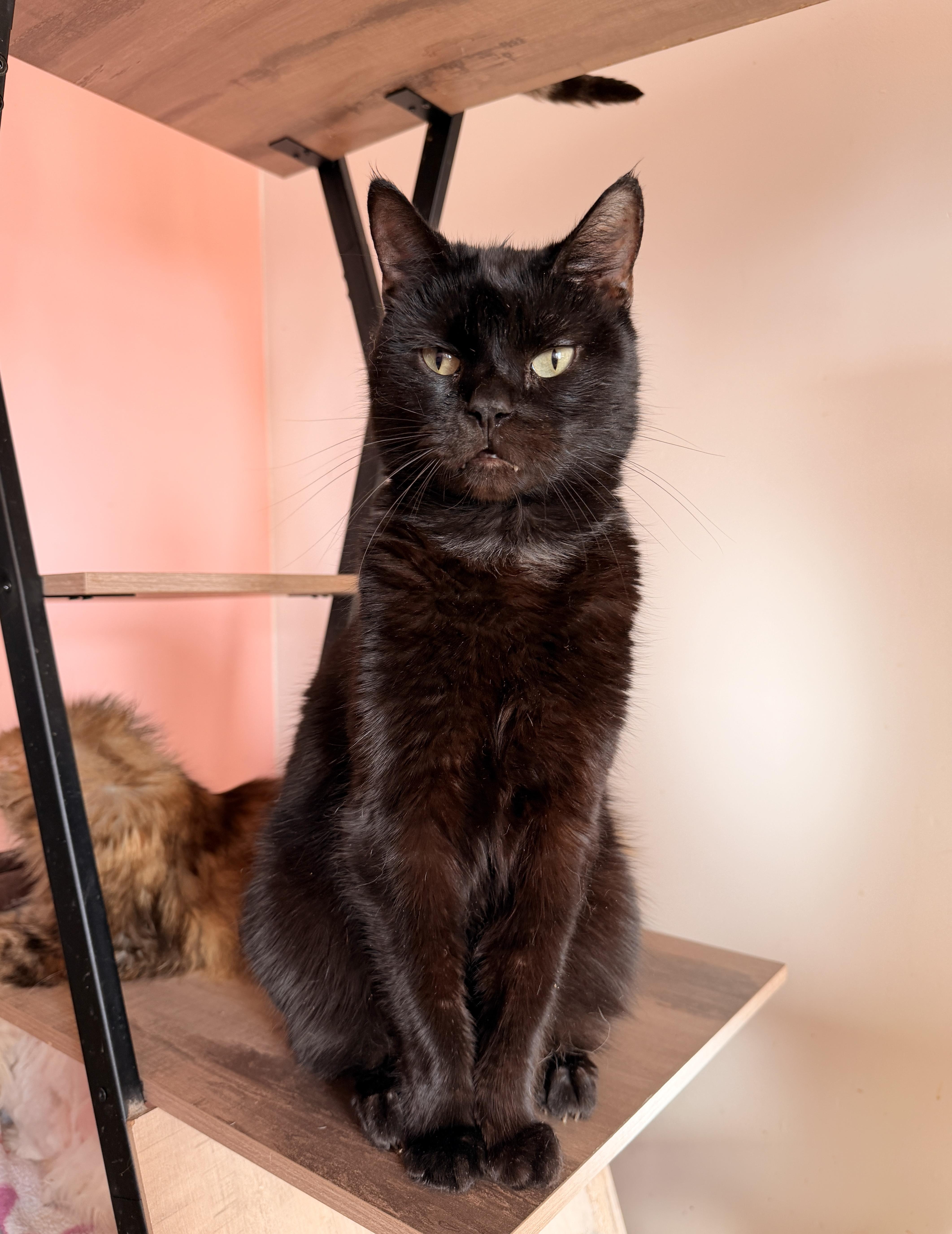 DRACULA, Adoptable, Adult Male Domestic Short Hair.