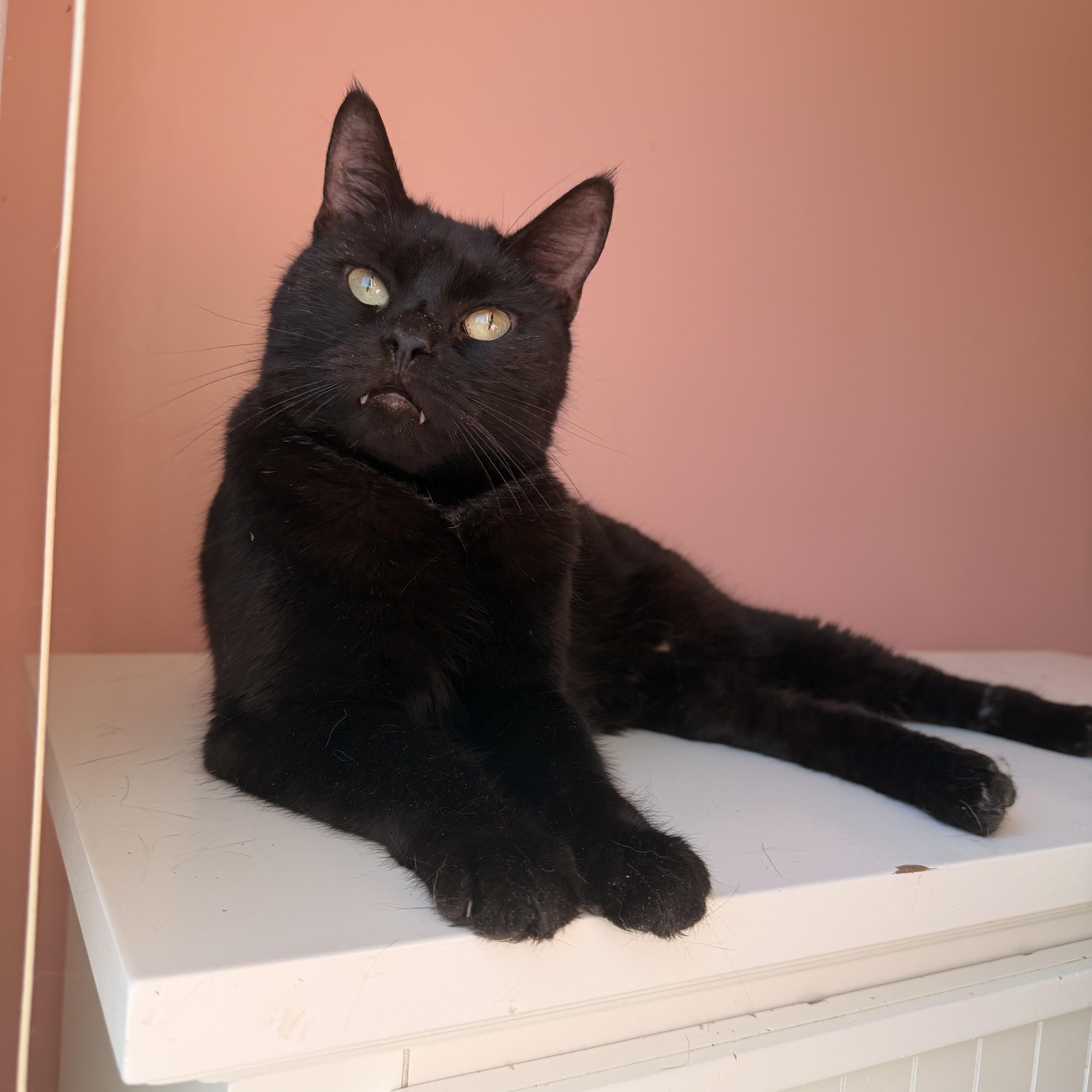 Enlarge DRACULA, a Adoptable Domestic Short Hair in New York, NY image 3/4