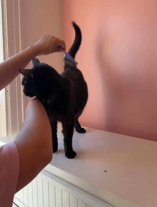 Enlarge DRACULA, a Adoptable Domestic Short Hair in New York, NY video 4/4