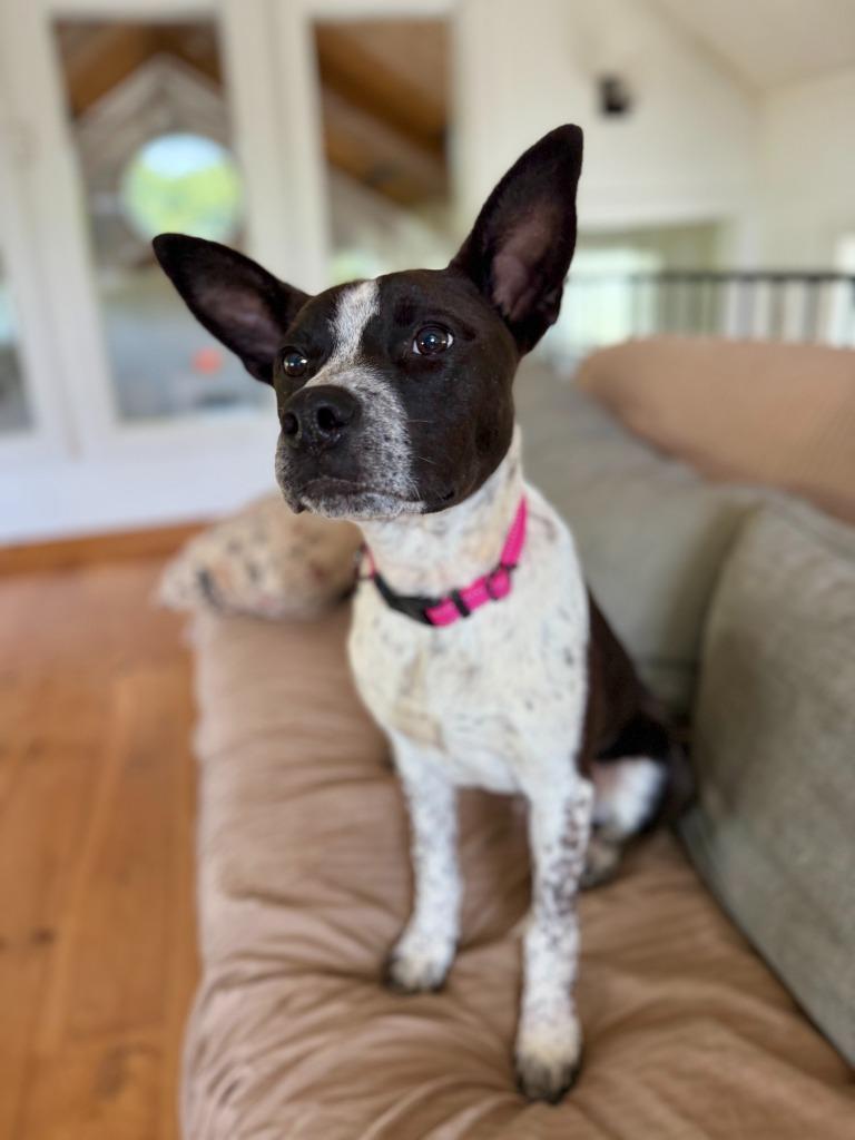 Aster, Adoptable, Young Male Australian Cattle Dog / Blue Heeler & Mixed Breed.