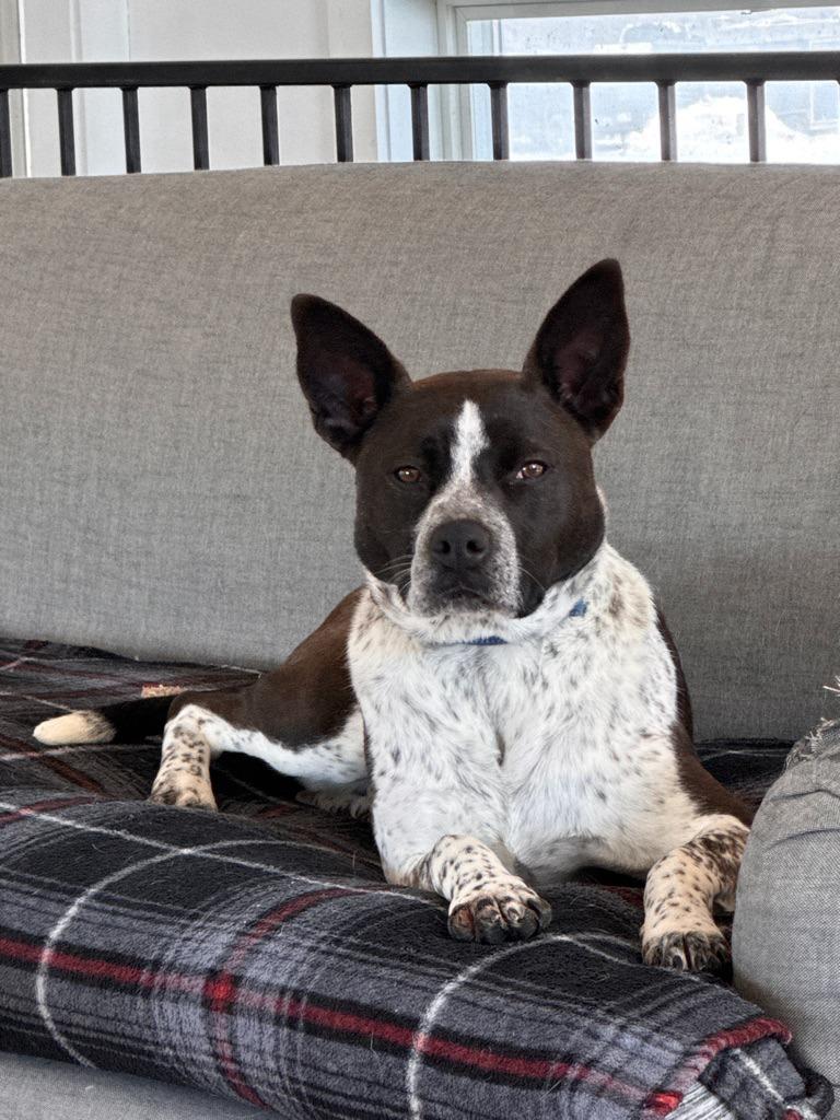 Enlarge Aster, a Adoptable mixed breed in Hudson, NY image 3/4