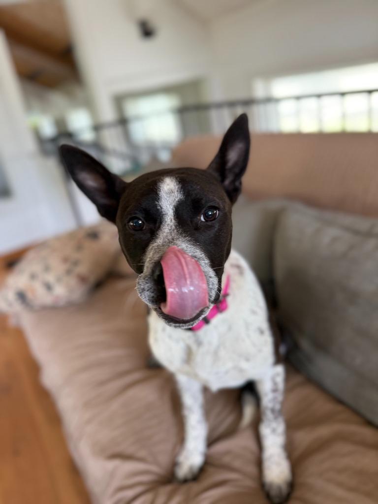 Aster, Adoptable, Young Male Australian Cattle Dog / Blue Heeler & Mixed Breed.