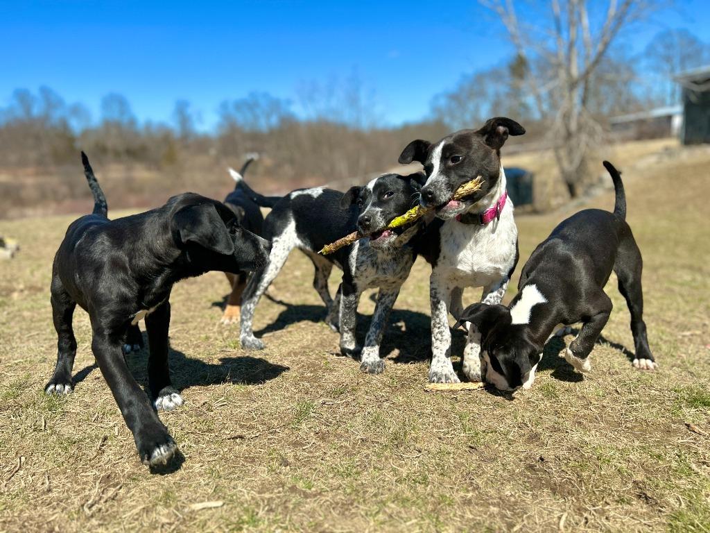 Enlarge Aster, a Adoptable mixed breed in Hudson, NY image 2/4