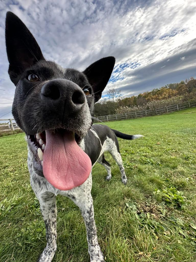 Enlarge Aster, a Adoptable mixed breed in Hudson, NY image 4/4
