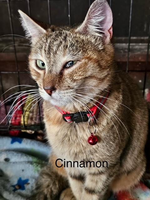 Cinnamon, Young Female unknown