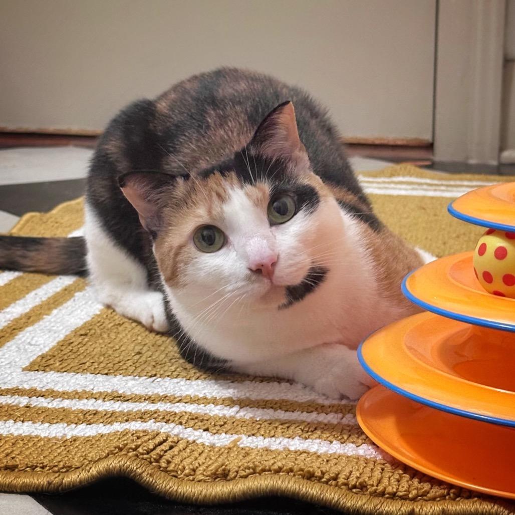 Unnie, Adoptable, Adult Female Domestic Medium Hair.