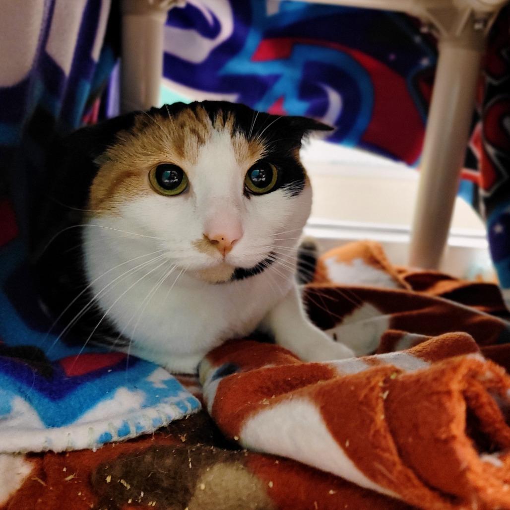 Unnie, Adoptable, Adult Female Domestic Medium Hair.