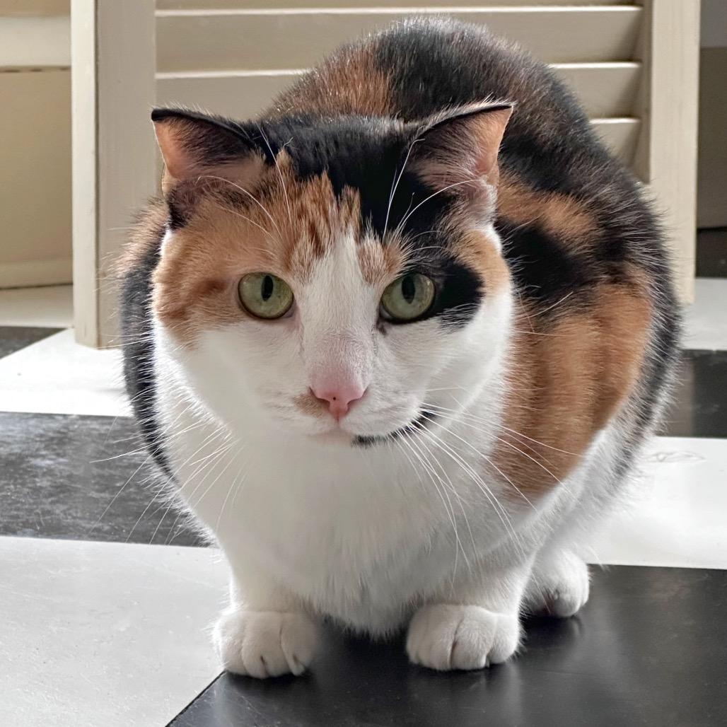 Enlarge Unnie, a Adoptable Domestic Medium Hair in Fredericksburg, VA image 2/3