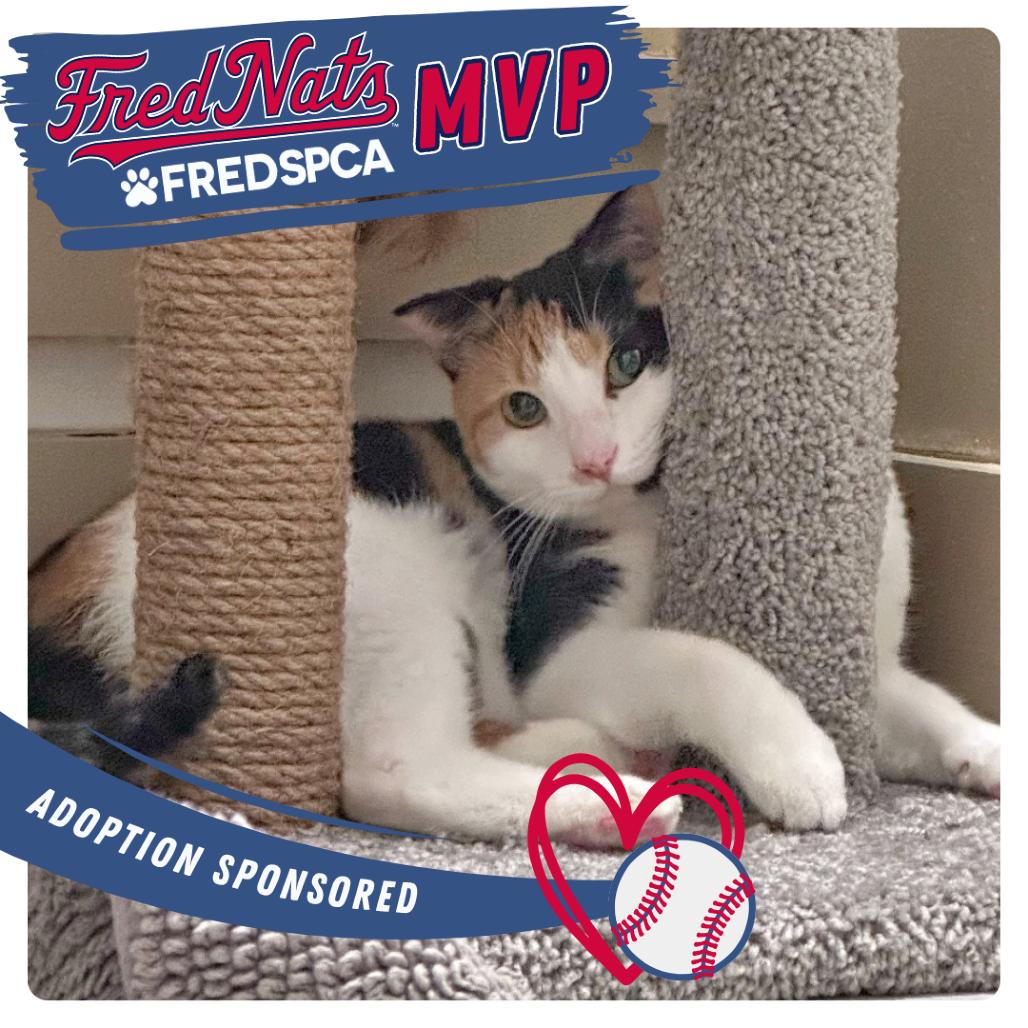 Unnie, a Adoptable Domestic Medium Hair in Fredericksburg, VA image 3/4