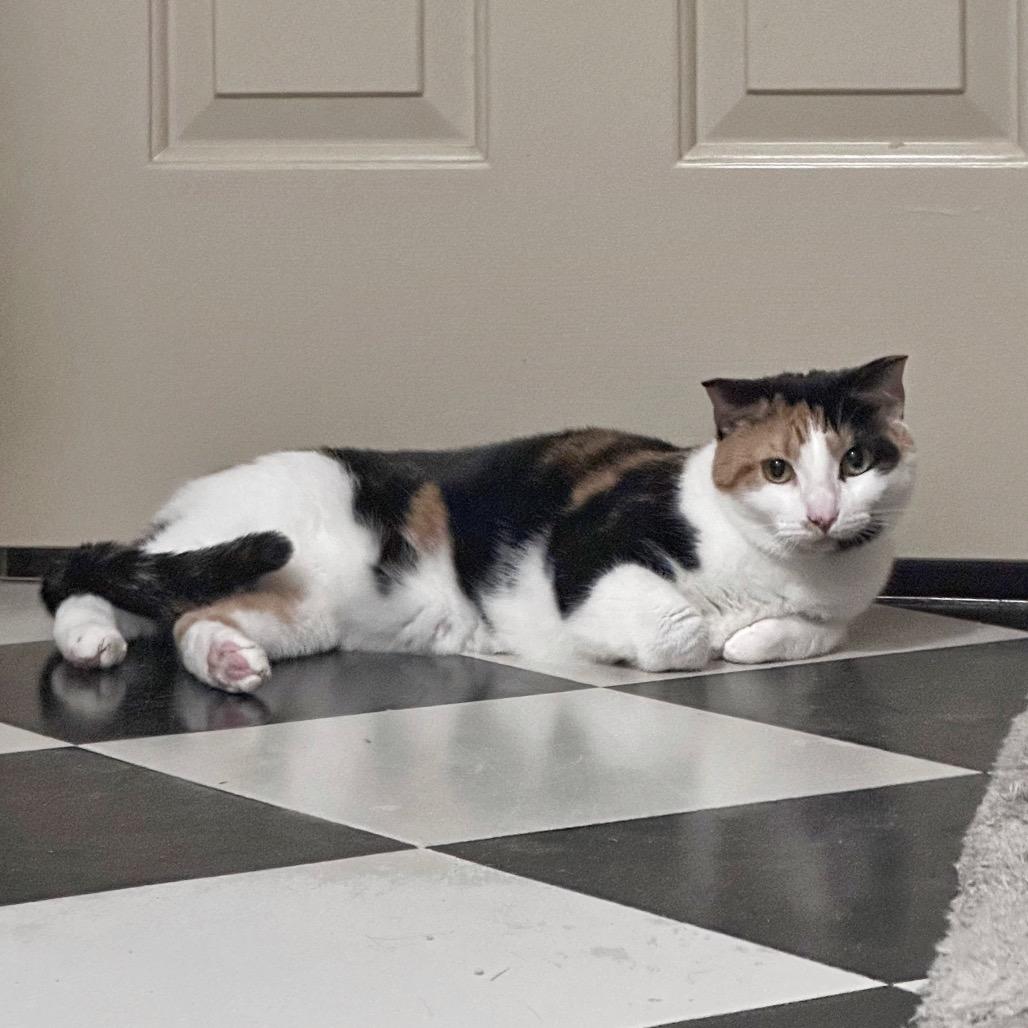 Enlarge Unnie, a Adoptable Domestic Medium Hair in Fredericksburg, VA image 3/3