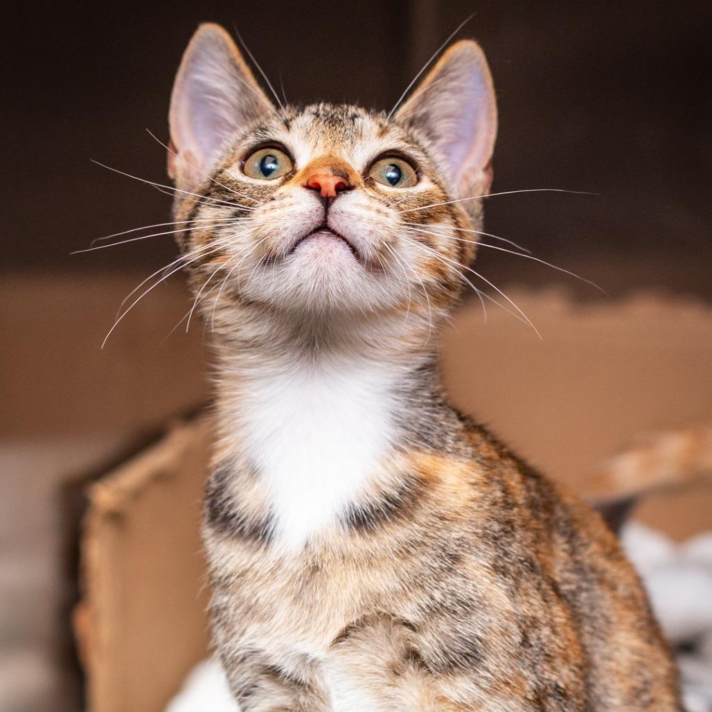 Enlarge Lilac, a Adoptable mixed breed in Hattiesburg, MS image 1/2