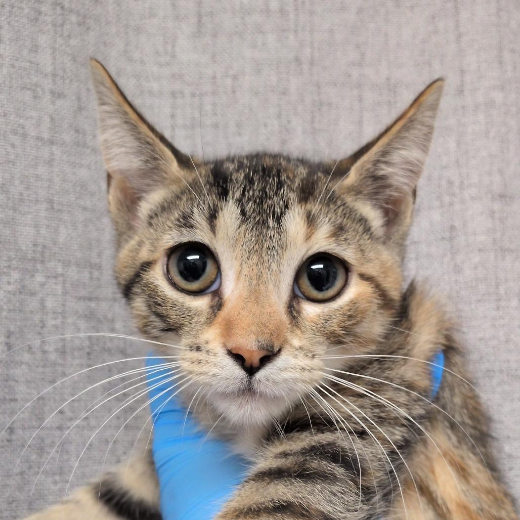 Enlarge Lilac, a Adoptable mixed breed in Hattiesburg, MS image 2/2