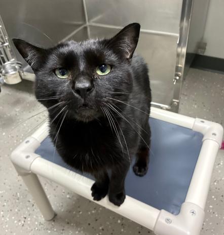 Marco, ADOPTABLE, Adult Male Domestic Short Hair.