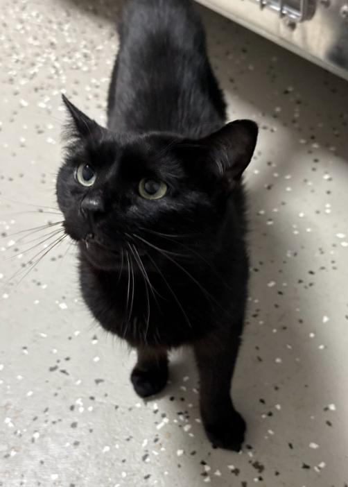 Enlarge Marco, a ADOPTABLE Domestic Short Hair in Hornell, NY image 2/2