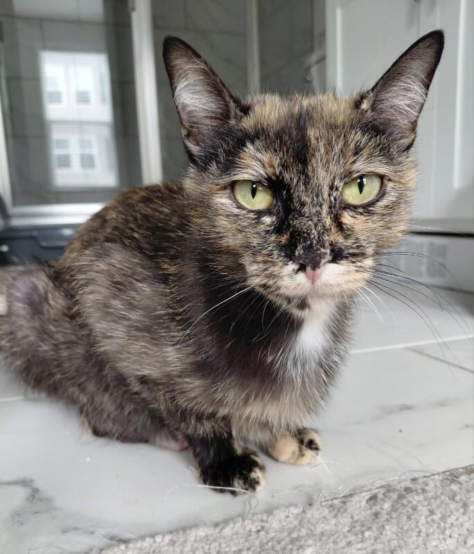 Enlarge Rose, a Adoptable Domestic Short Hair in Marietta, GA image 1/4