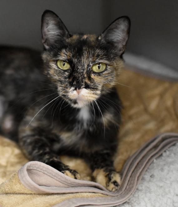 Enlarge Rose, a Adoptable Domestic Short Hair in Marietta, GA image 2/4