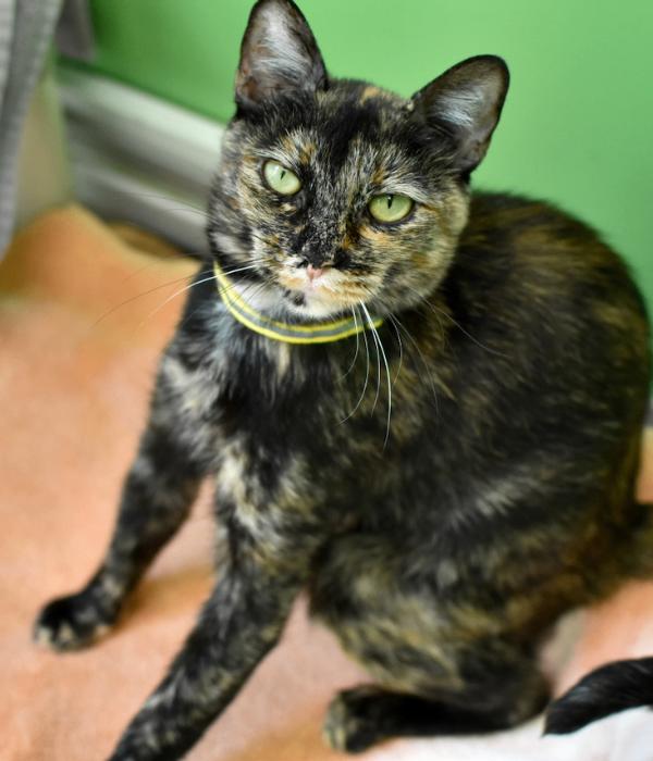 Enlarge Rose, a Adoptable Domestic Short Hair in Marietta, GA image 3/4